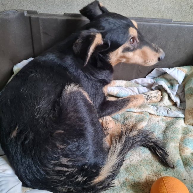 Orion - Chien à adopter