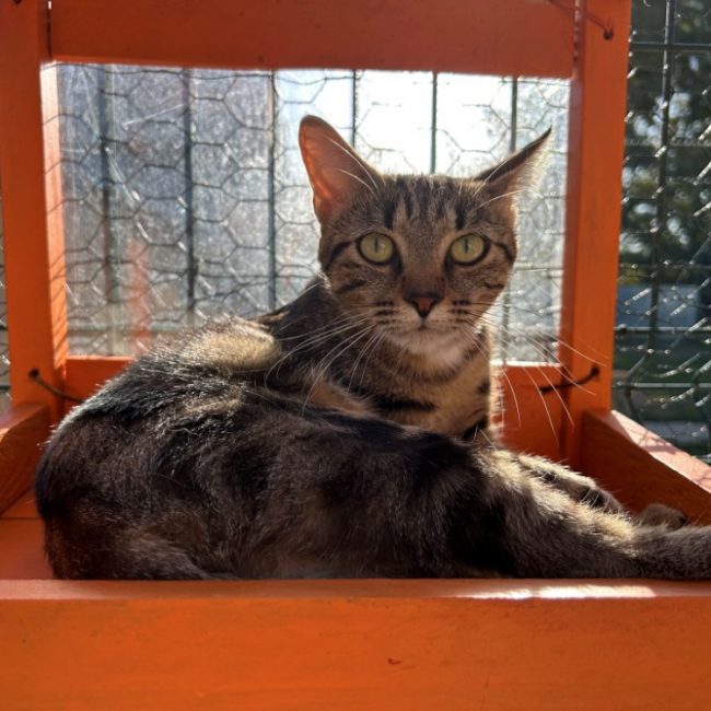 Cersei - Chat Européen à adopter