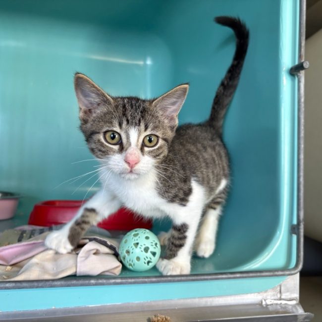 Croque - Chat Européen à adopter