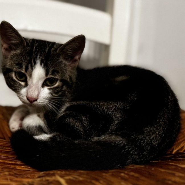 Jonquille - Chat Européen à adopter