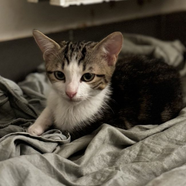 Trefle - Chat Européen à adopter