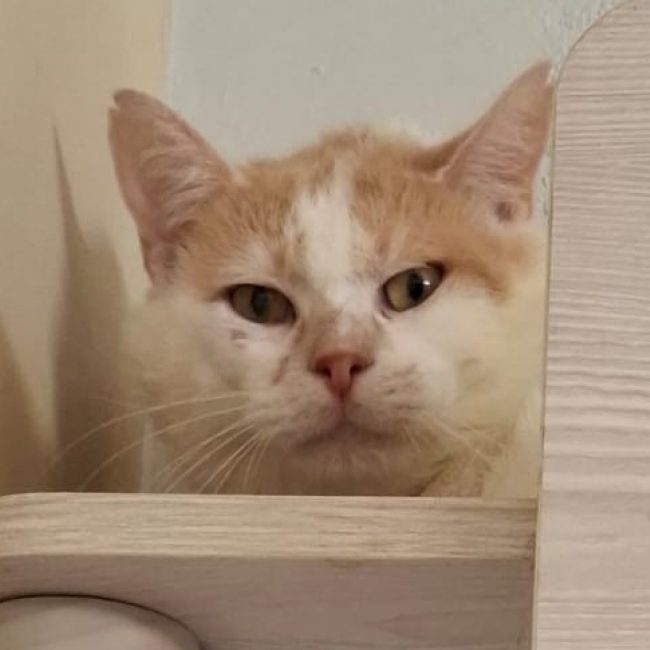 Shawnee - Chat Européen à adopter