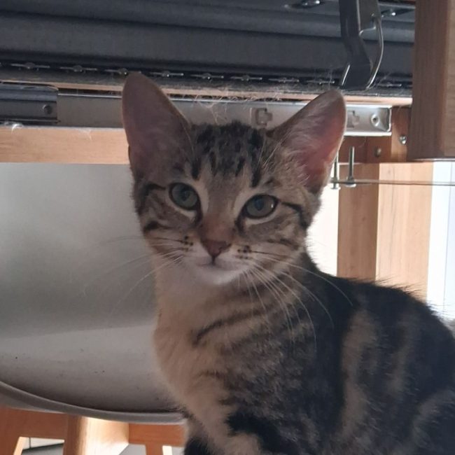 Begonia - Chat Européen à adopter