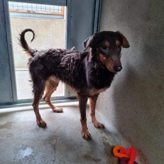 Electra - Chien à adopter