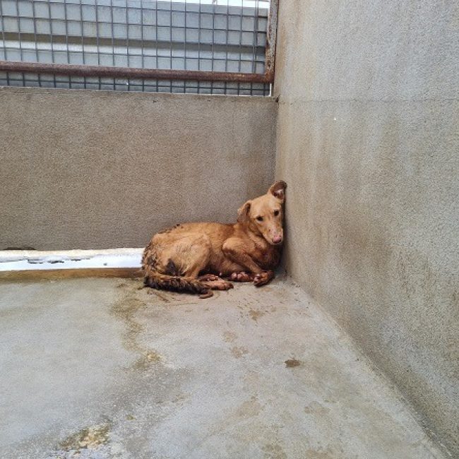 Nova - Chien à adopter