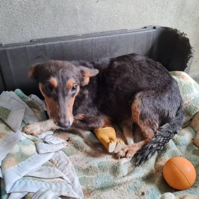 Astra - Chien à adopter