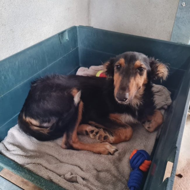 Procyon - Chien à adopter