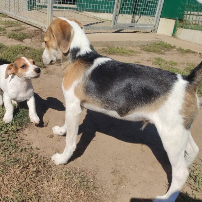 Krypton - Chien Beagle à adopter