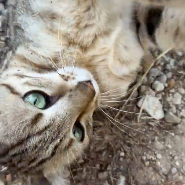 SORBET - Chat Européen à adopter