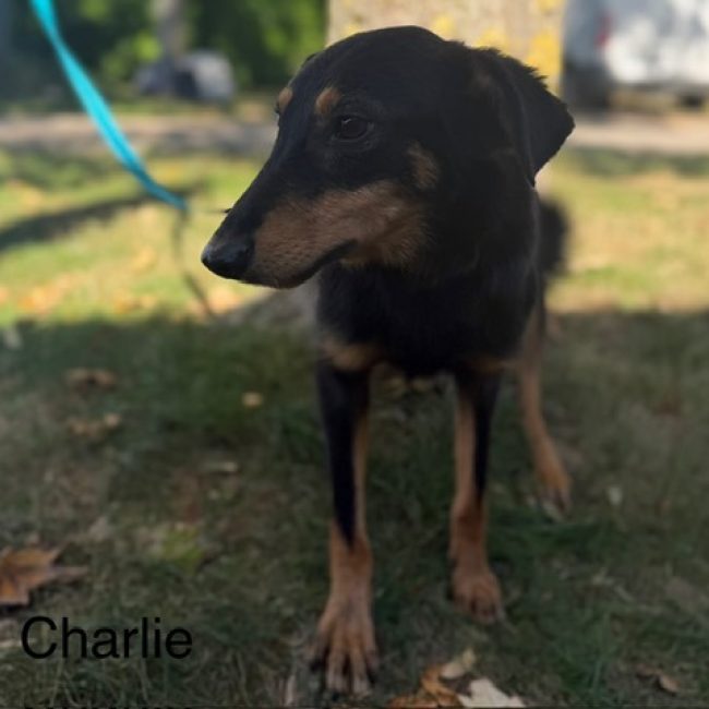 Charlie - Chien à adopter