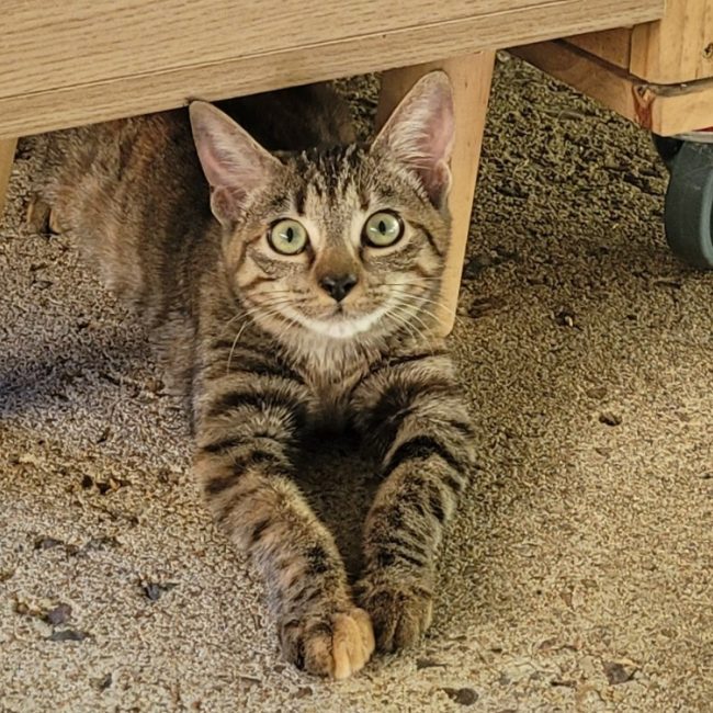 Frisquette - Chat Européen à adopter