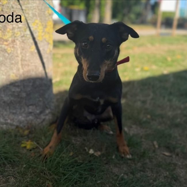 Koda - Chien à adopter