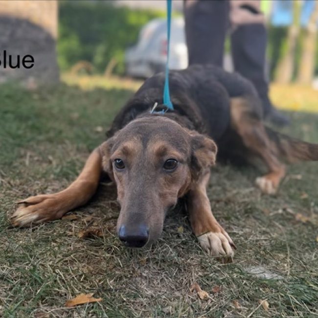 Blue - Chien à adopter