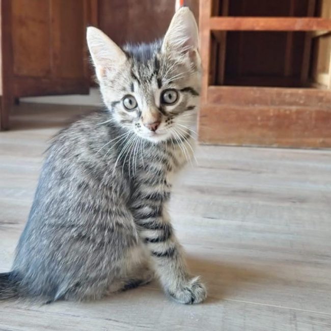Tigris - Chat Européen à adopter
