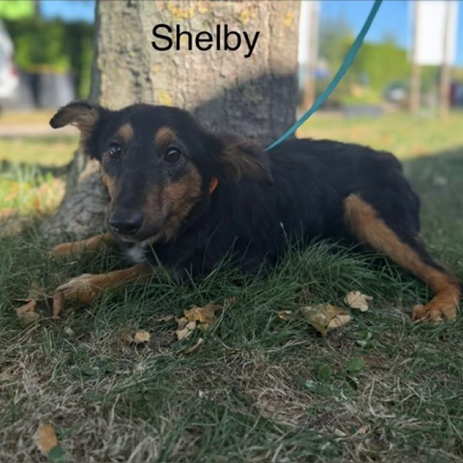 Shelby - Chien à adopter