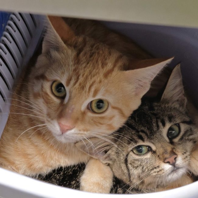 Tomy - Chat Européen à adopter