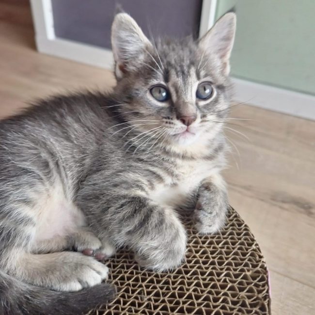 Grisette - Chat Européen à adopter