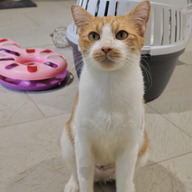 Lavande - Chat Européen à adopter