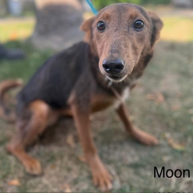 Moon - Chien à adopter