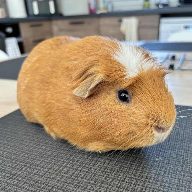 Richie - Rongeur Cobaye à adopter