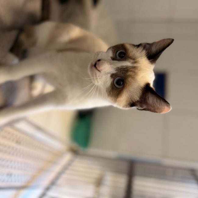 Pomme - Chat Européen à adopter