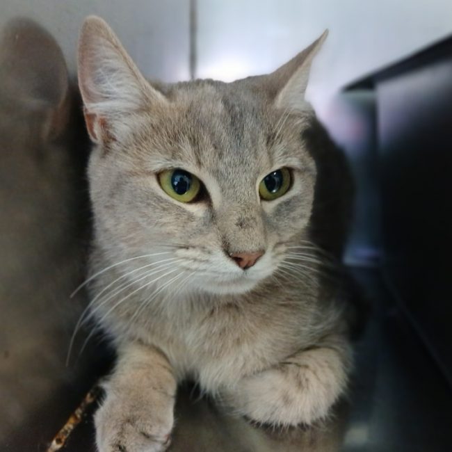 Futé - Chat Européen à adopter