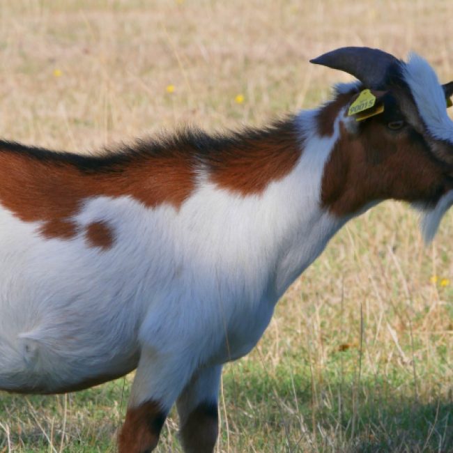 Maroilles - Animal de ferme Bouc à adopter