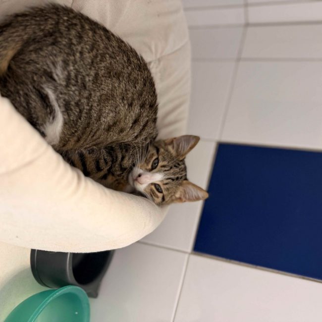 Mario - Chat Européen à adopter