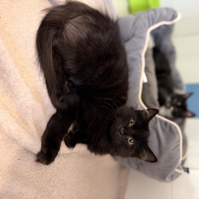 Nox - Chat Européen à adopter