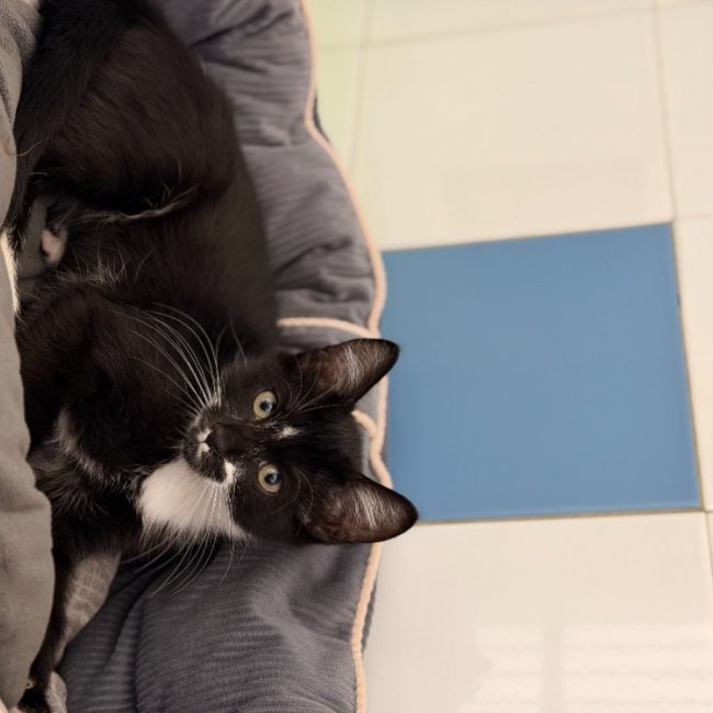 Litchi - Chat Européen à adopter