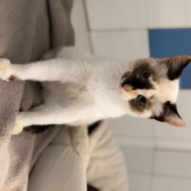 Luigi - Chat Européen à adopter