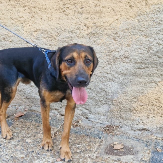 Pango - Chien Beagle à adopter
