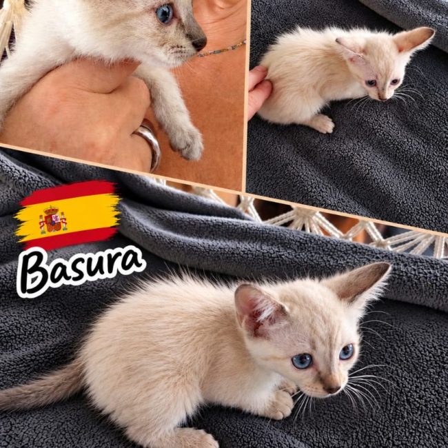 Basura - Chat Européen à adopter