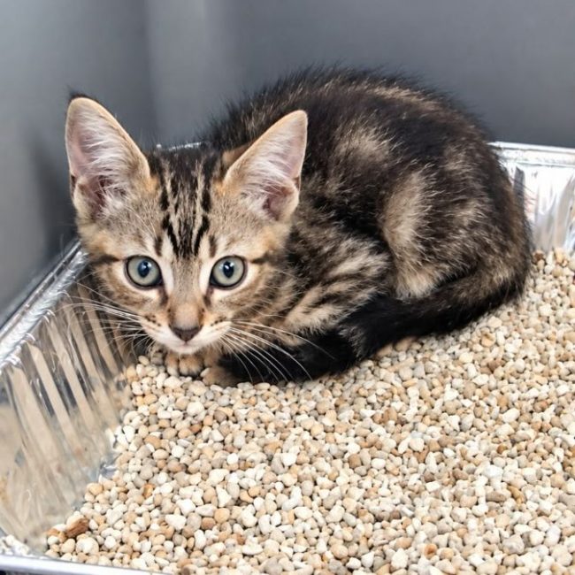 Gomi - Chat à adopter