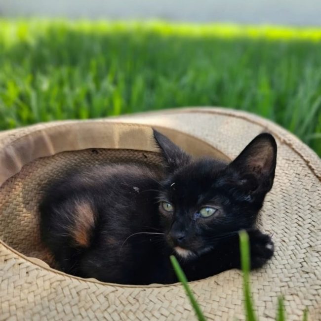 Buba - Chat à adopter