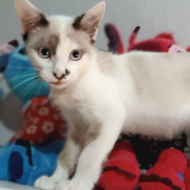 Dastin - Chat Siamois à adopter