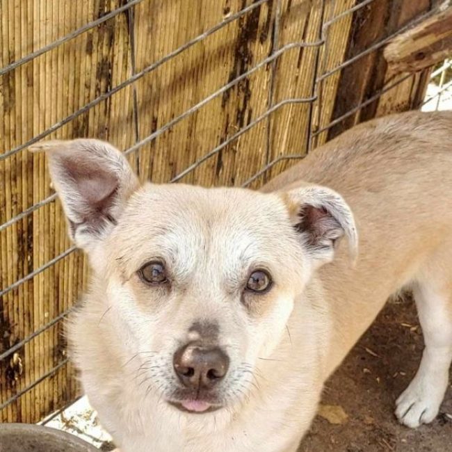 Duke - Chien à adopter