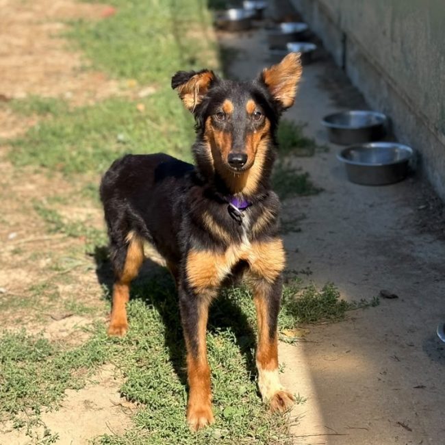 Paille - Chien Berger à adopter