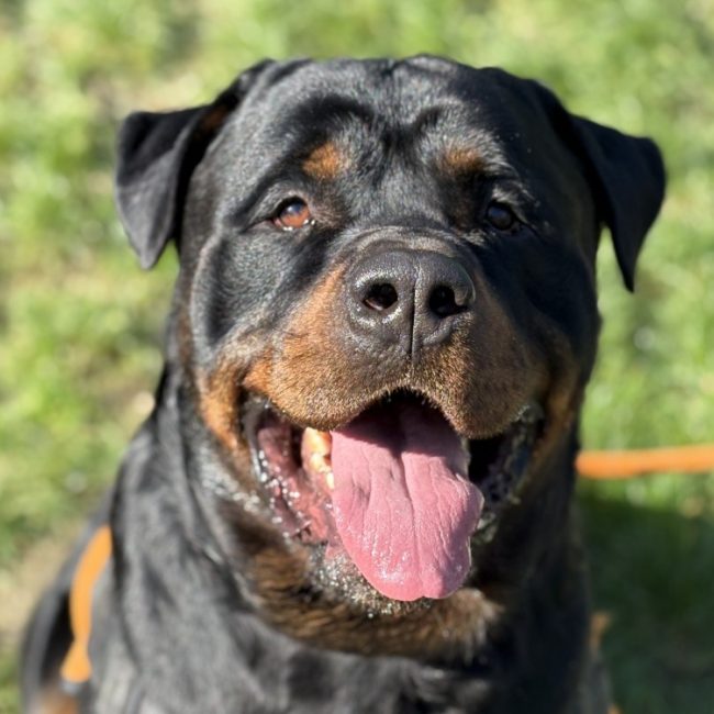The rock - Chien Rottweiler à adopter