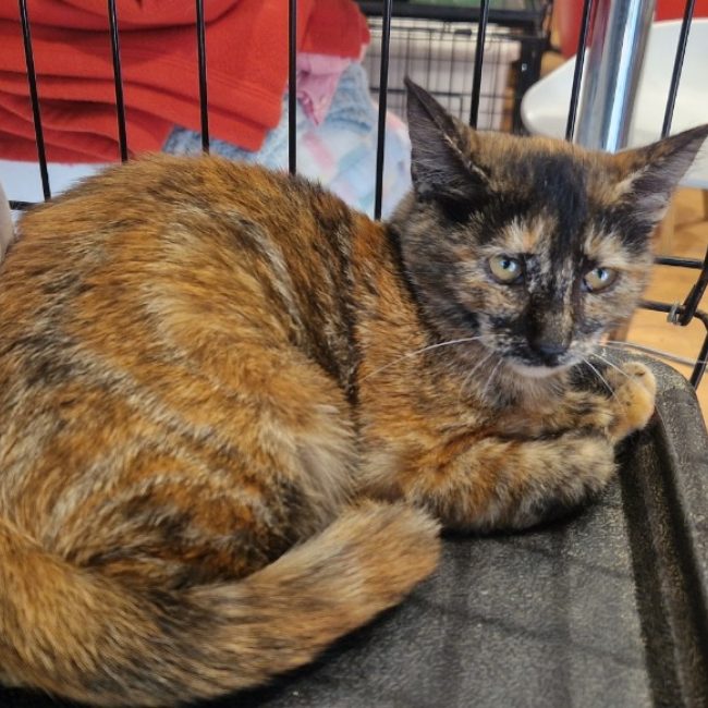 Peach - Chat Européen à adopter