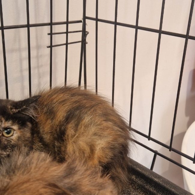 Daisy - Chat Européen à adopter