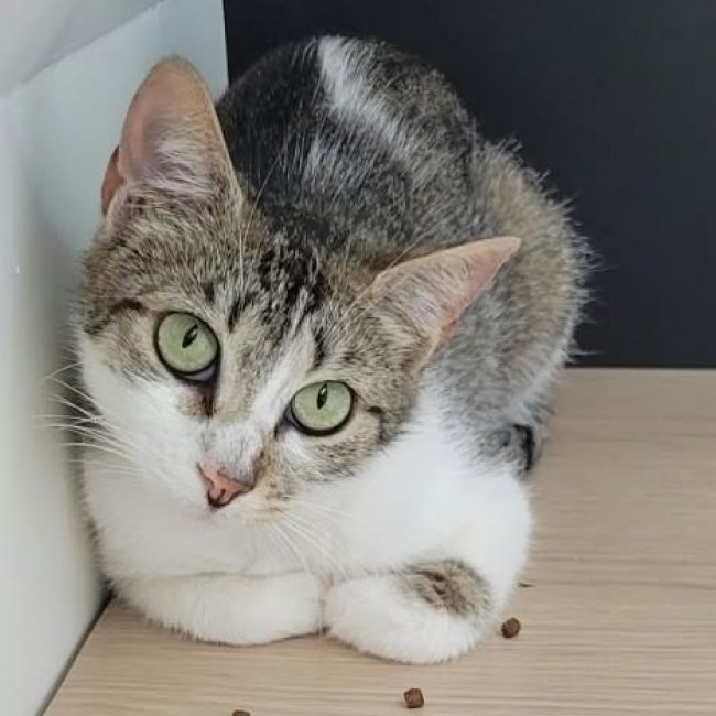 Antilope - Chat Européen à adopter