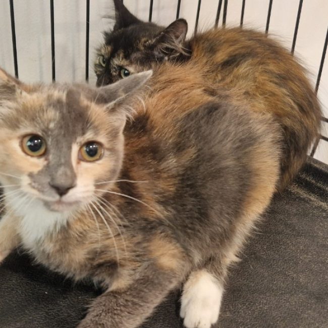 Myrtille - Chat Européen à adopter