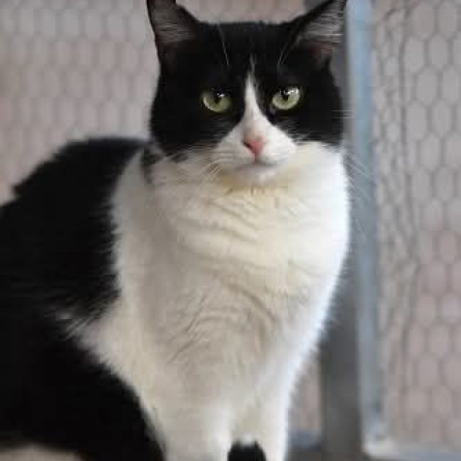 Fabi - Chat à adopter