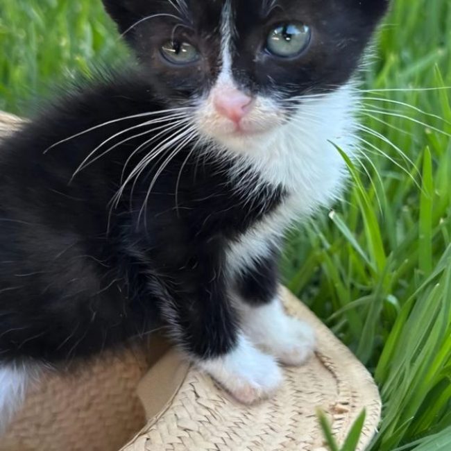 Feliz - Chat à adopter