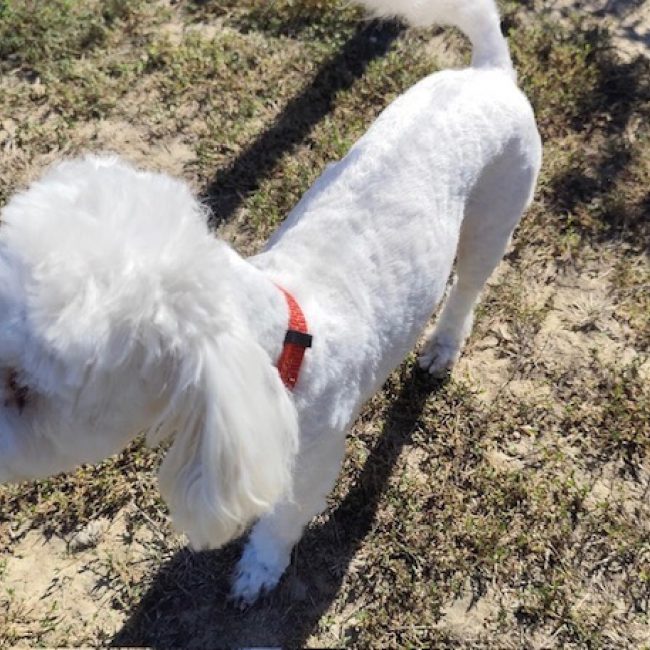 Mulan - Chien Bichon à poil frisé à adopter