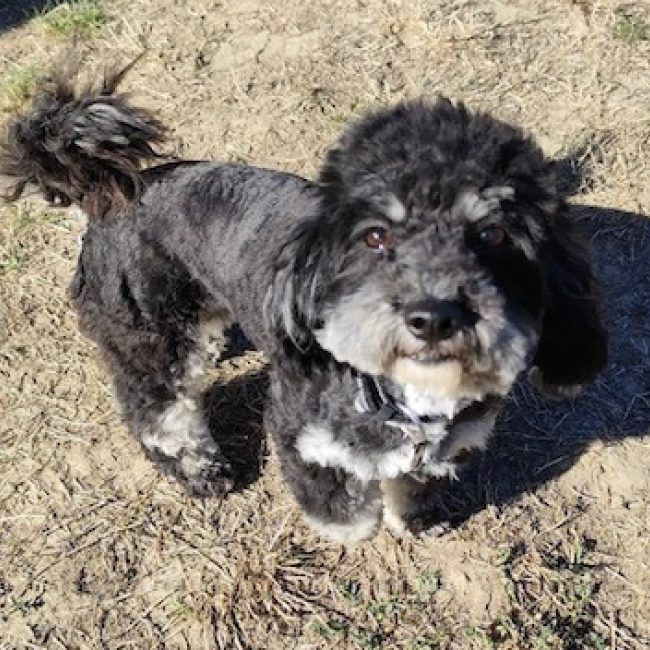 Loubia - Chien Bichon à poil frisé à adopter