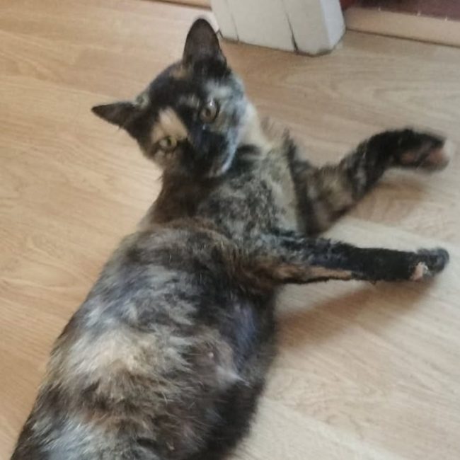 Sangria - Chat Européen à adopter