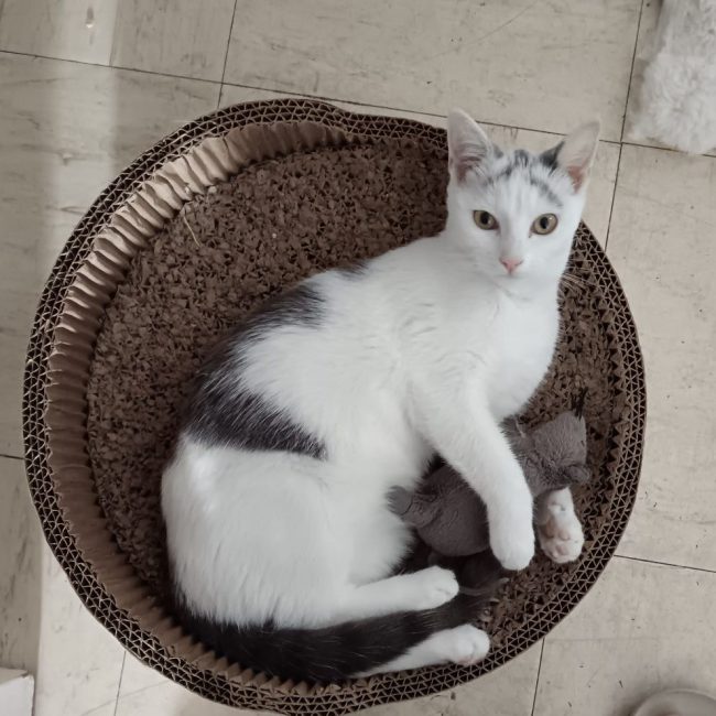 KAYLA - Chat Européen à adopter