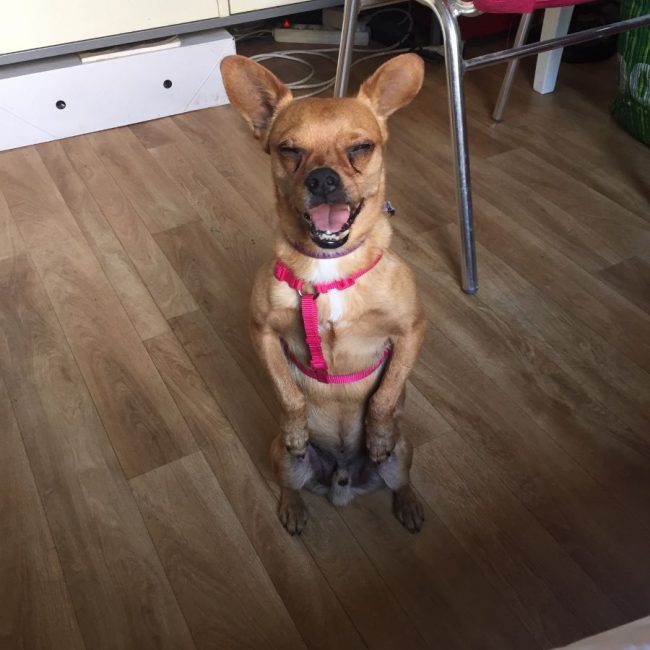 Snickers - Chien Pinscher à adopter